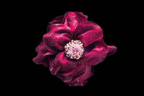 Jual Poster maroon flower dew drops dark WPS