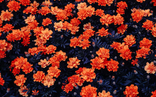Jual Poster orange flowers flower garden kali linux stock WPS
