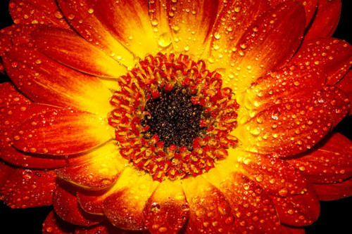 Jual Poster orange sunflower bloom WPS