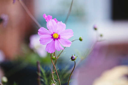 Jual Poster pasqueflower purple flowers WPS