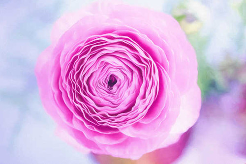 Jual Poster persian buttercup pink WPS Jual Poster persian buttercup pink WPS