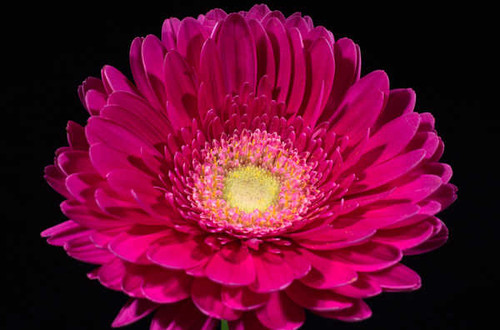 Jual Poster pink gerbera daisy WPS