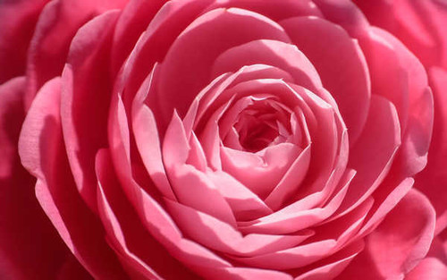 Jual Poster pink rose close up WPS