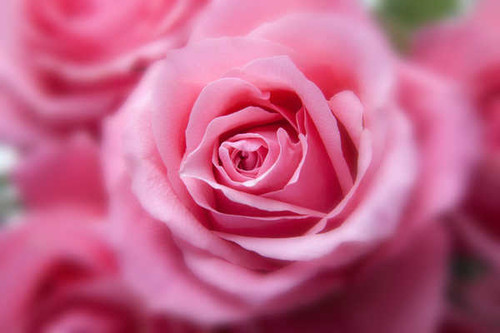 Jual Poster pink roses WPS003