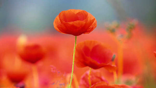 Jual Poster poppy flowers orange WPS002