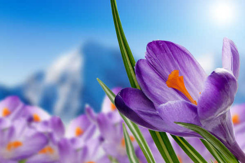 Jual Poster purple crocuses purple flowers spring WPS