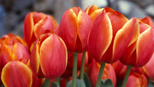 Jual Poster red tulips WPS002