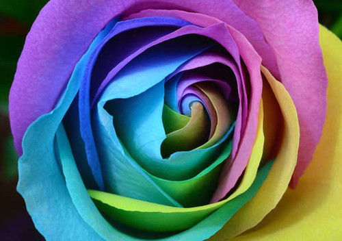 Jual Poster rose colorful rainbow WPS