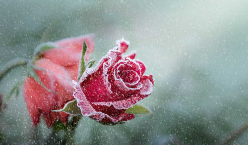 Jual Poster rose frost snowfall WPS