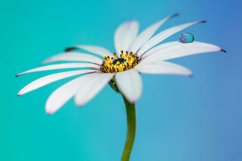 Jual Poster white daisy droplet closeup WPS