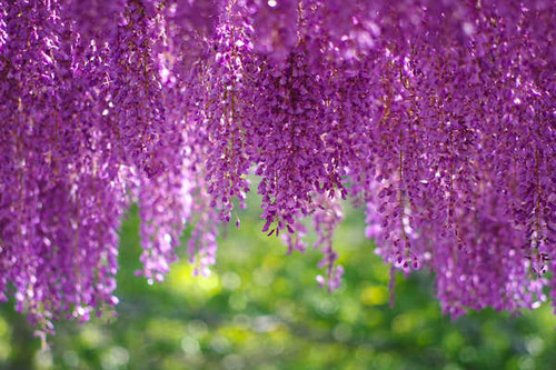 Jual Poster wisteria blossom purple WPS