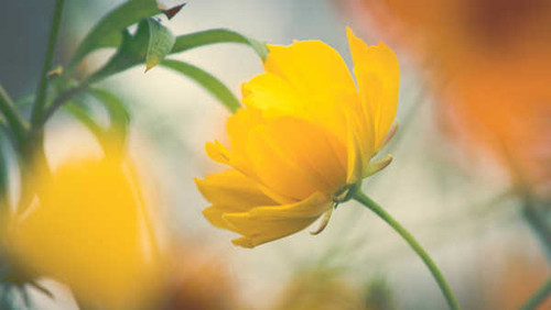 Jual Poster yellow flower beautiful WPS