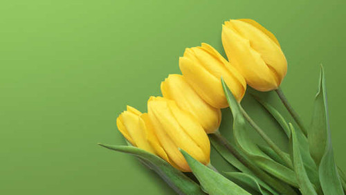 Jual Poster yellow tulips green WPS