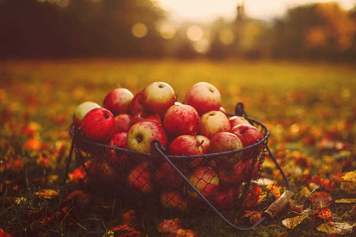 Jual Poster Apple Depth Of Field Fall Fruit Fruits Apple6 APC