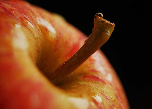 Jual Poster Apple Food Fruit Fruits Apple APC 006