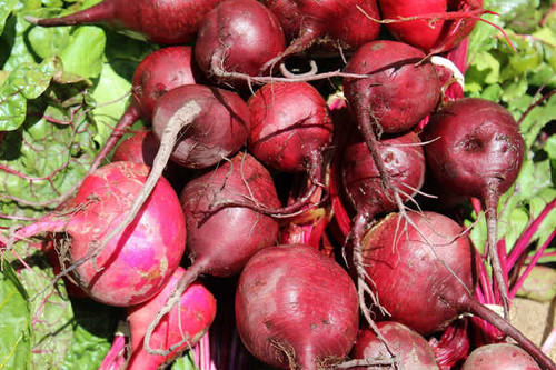 Jual Poster Beet Food Red Vegetable Food Beet APC Jual Poster Beet Food Red Vegetable Food Beet APC