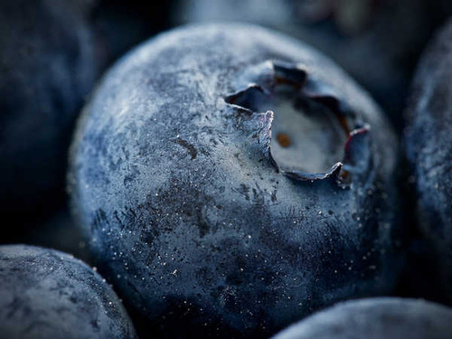 Jual Poster Berry Blueberry Fruit Macro Food Blueberry APC Jual Poster Berry Blueberry Fruit Macro Food Blueberry APC