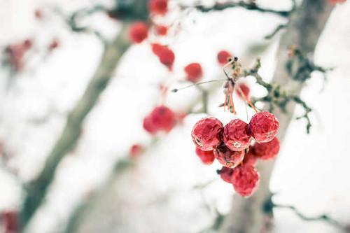 Jual Poster Blur Macro Red White Food Berry APC