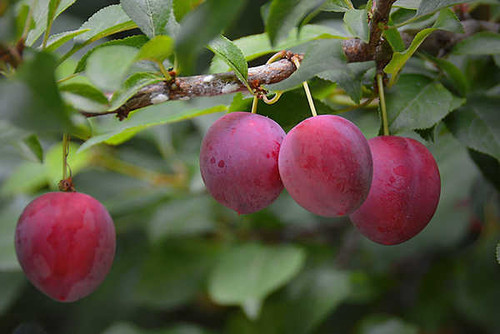 Jual Poster Branch Fruit Leaf Nature Plum Food Plum APC
