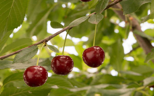 Jual Poster Cherry Close Up Fruit Fruits Cherry APC