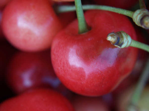 Jual Poster Cherry Close Up Fruits Cherry 10738 APC