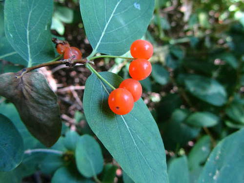 Jual Poster Food Berry APC 026