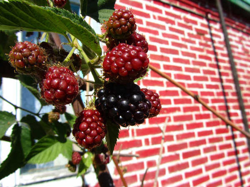 Jual Poster Food Berry APC 033