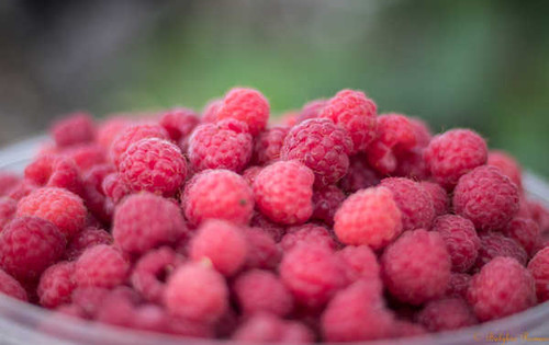Jual Poster Food Raspberry APC 031