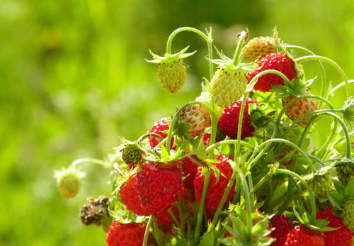 Jual Poster Fruits Strawberry APC 007 Jual Poster Fruits Strawberry APC 007