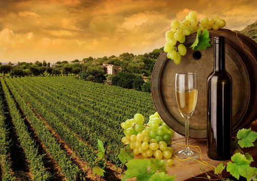 Jual Poster Grapes Green Landscape Nature Wine Food Wine APC