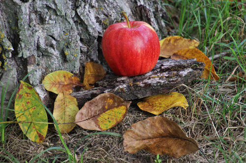 Jual Poster Autumn Apples Foliage 1Z 003