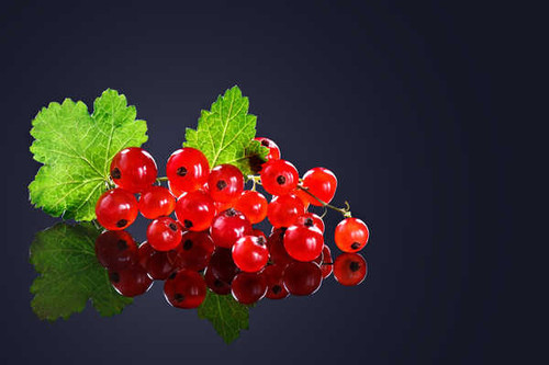 Jual Poster Currant Red Reflection 1Z