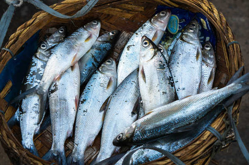 Jual Poster Fish Food Wicker basket 1Z