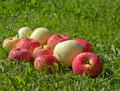 Jual Poster Fruit Apples Grass 1Z 001