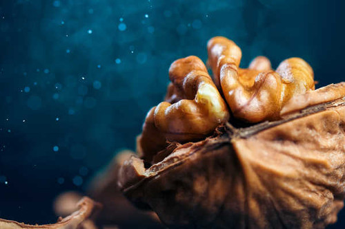 Jual Poster Macro Closeup Nuts Walnut 1Z Jual Poster Macro Closeup Nuts Walnut 1Z