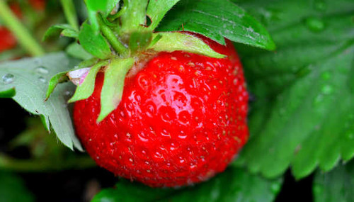 Jual Poster Strawberry Closeup 1Z 007