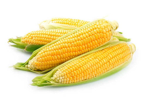 Jual Poster Vegetables Corn Closeup 1Z