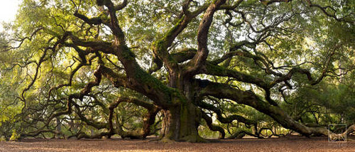 Jual Poster Angel Oak Tree Branch Nature Tree Trees Angel Oak Tree APC 001