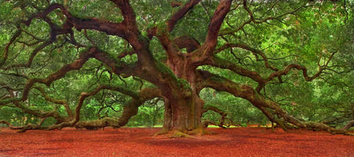 Jual Poster Angel Oak Tree Branch Nature Tree Trees Angel Oak Tree APC 002