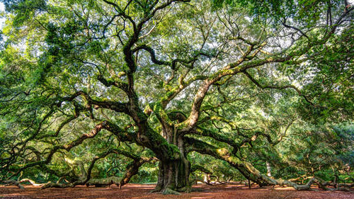 Jual Poster Angel Oak Tree Branch Nature Tree Trees Angel Oak Tree APC 003