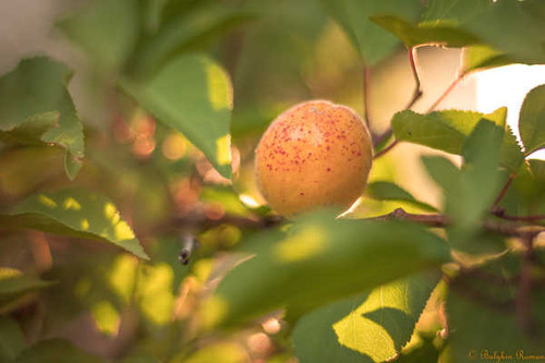 Jual Poster Apricot Trees Apricot Tree APC