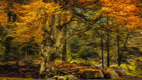 Jual Poster Artistic Fall Tree Trees Tree APC