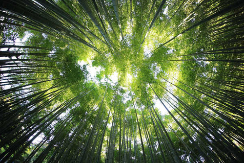Jual Poster Bamboo Canopy Green Nature Earth Bamboo APC