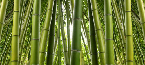 Jual Poster Bamboo Green Nature Earth Bamboo APC