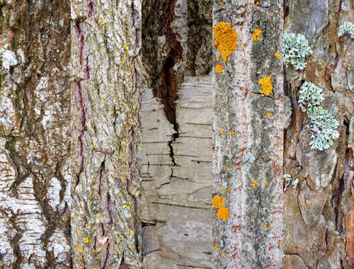 Jual Poster Bark Birch Tree Trees Tree APC