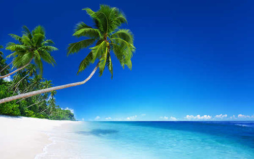 Jual Poster Beach Horizon Ocean Palm Tree Tropical Earth Palm Tree APC