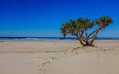 Jual Poster Beach Nature Ocean Sand Tree Wave Earth Beach APC