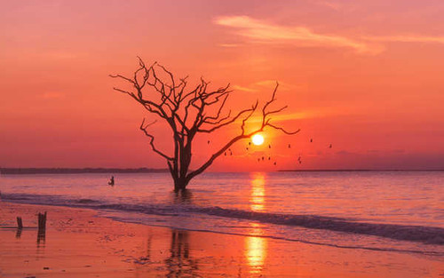 Jual Poster Beach Ocean Sun Sunset Tree Earth Sunset8 APC