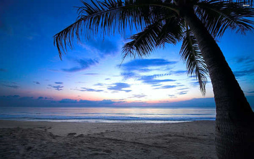 Jual Poster Beach Palm Tree Earth Beach APC