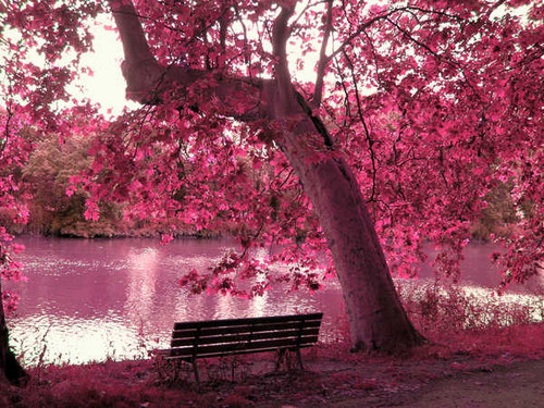 Jual Poster Bench Pink Trees Tree APC